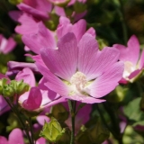 Khatma thuringian: fotografija, ljekovita svojstva i kontraindikacije